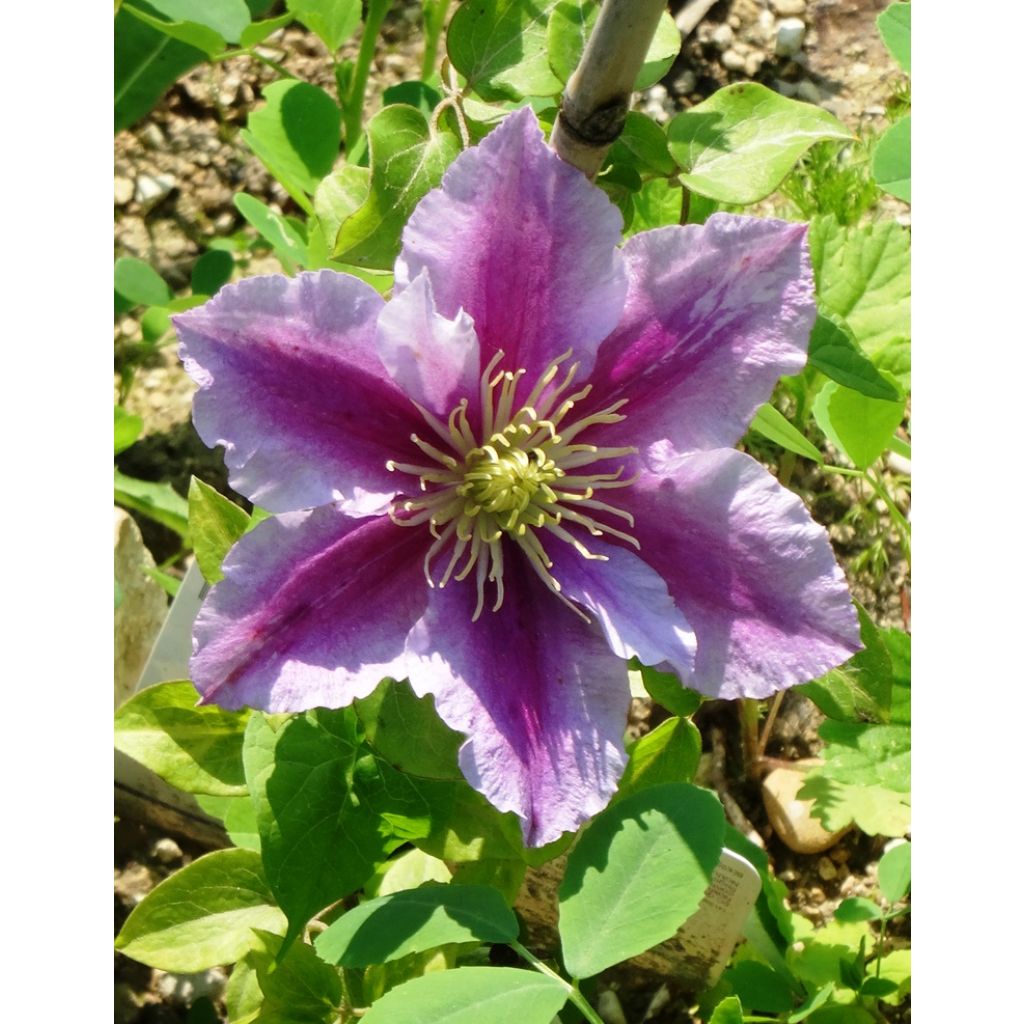 Clematis lanuginosa Nelly Moser - Clematide