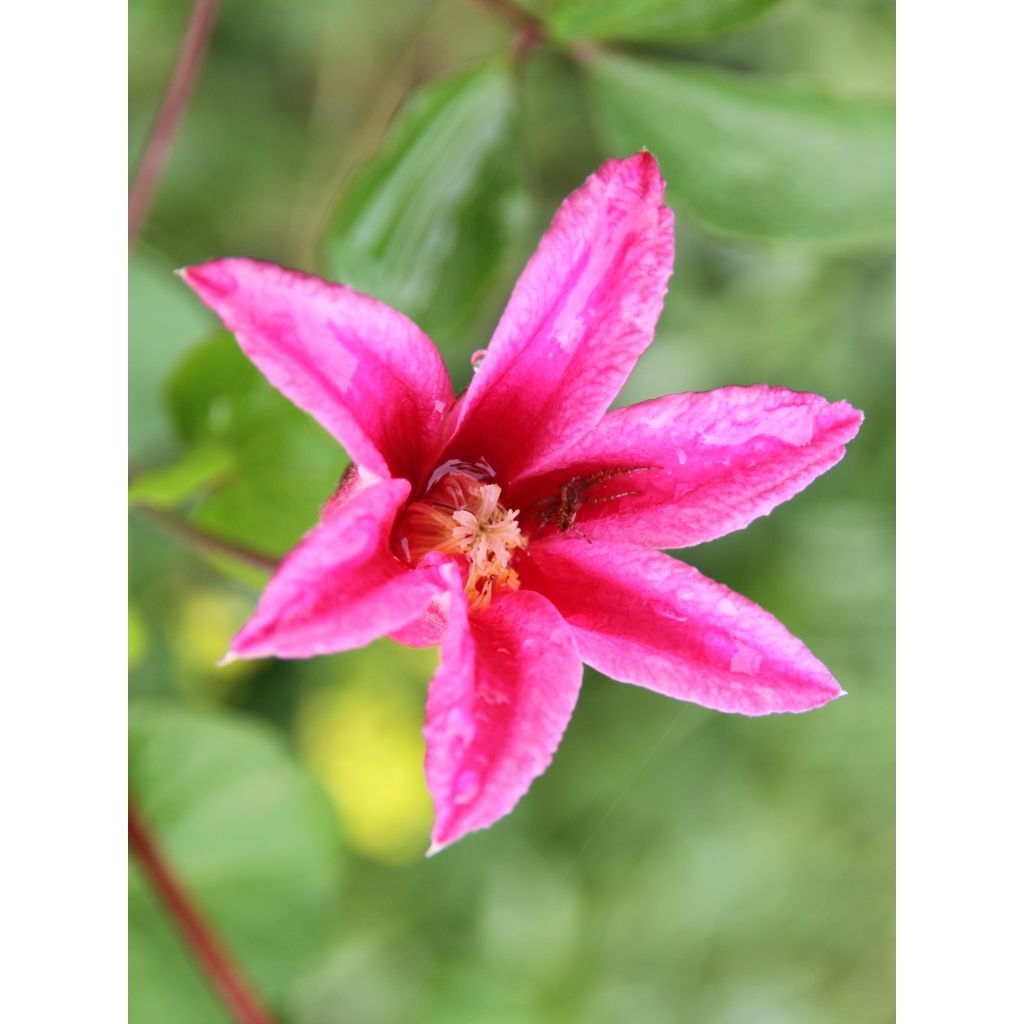 Clematis texensis Princess Diana - Clematide