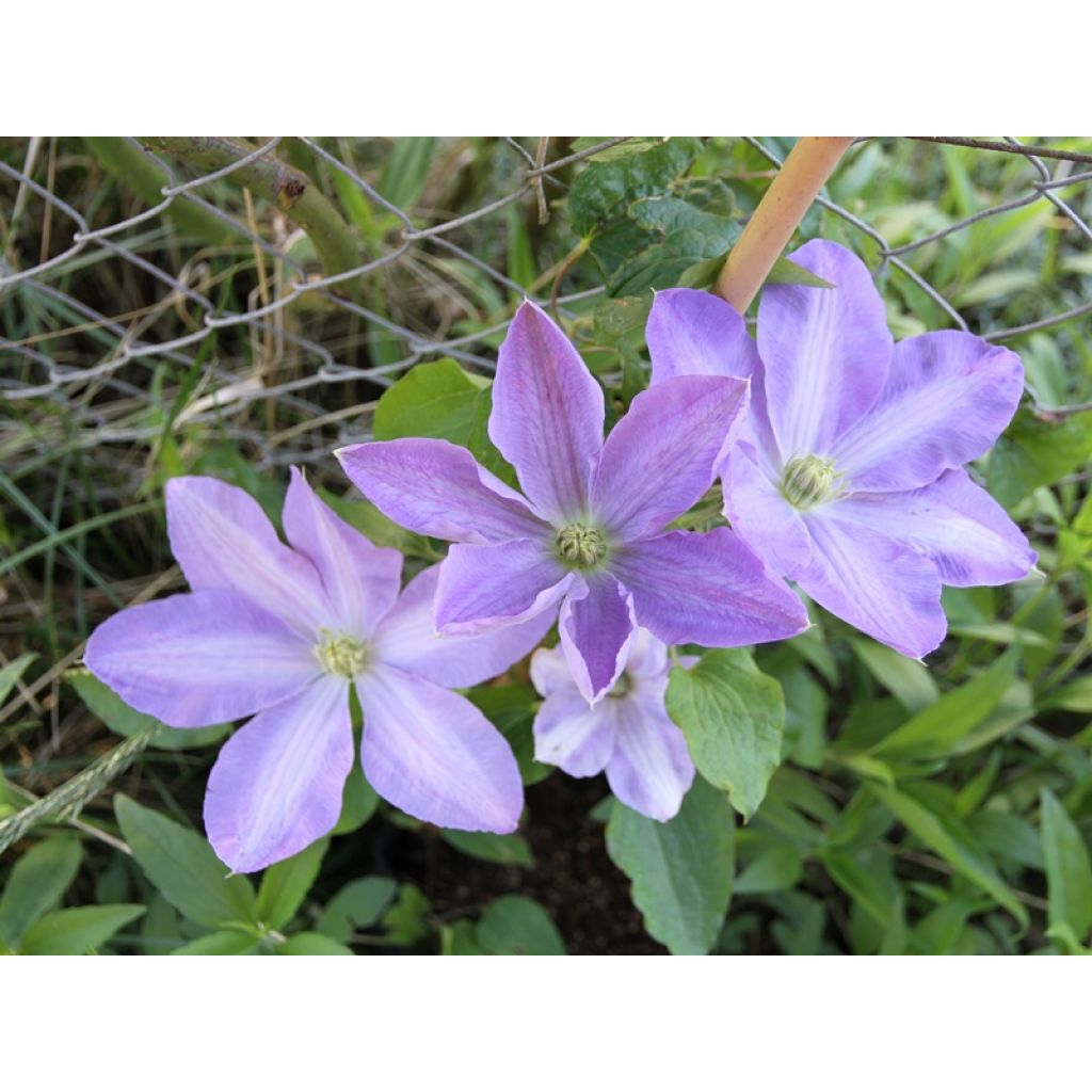 Clematis Success Lavender - Clematide