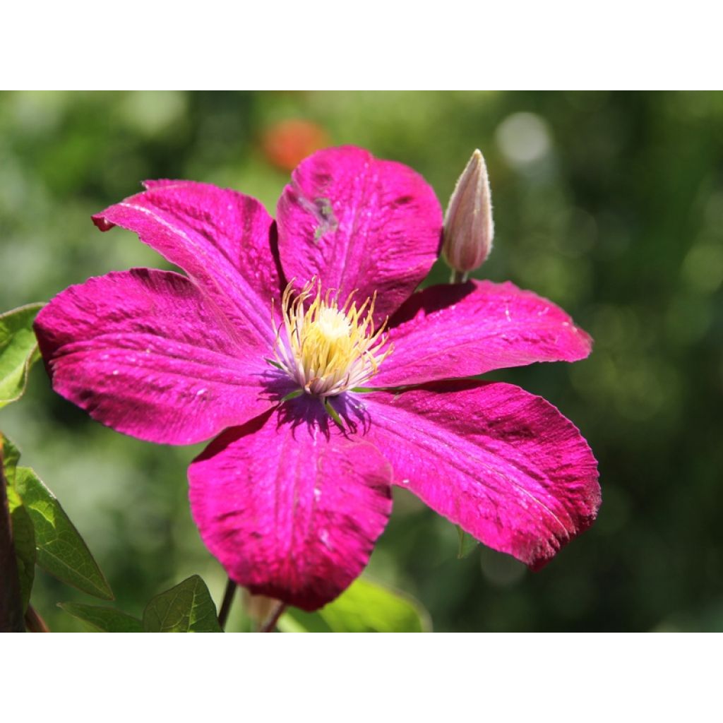 Clematis Ville de Lyon - Clematide