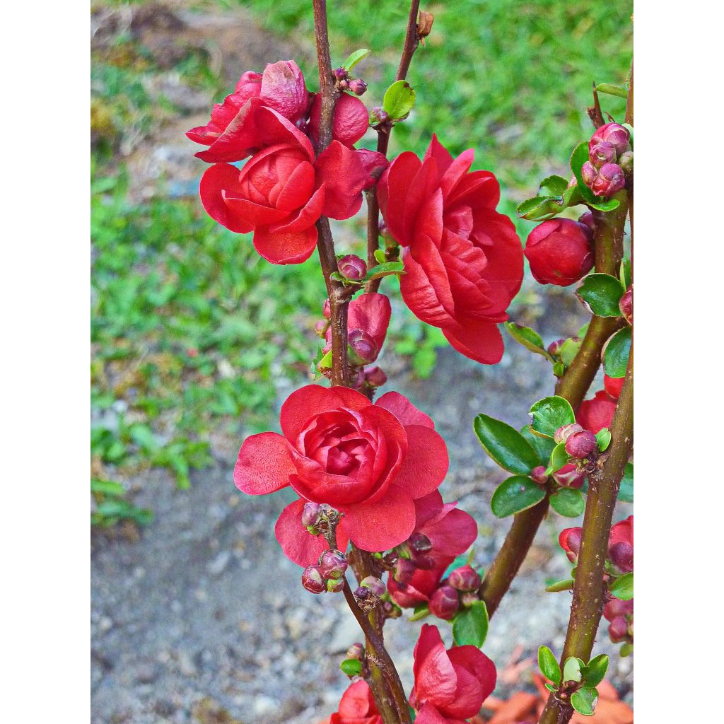 Chaenomeles speciosa Scarlet Storm - Fior di Pesco