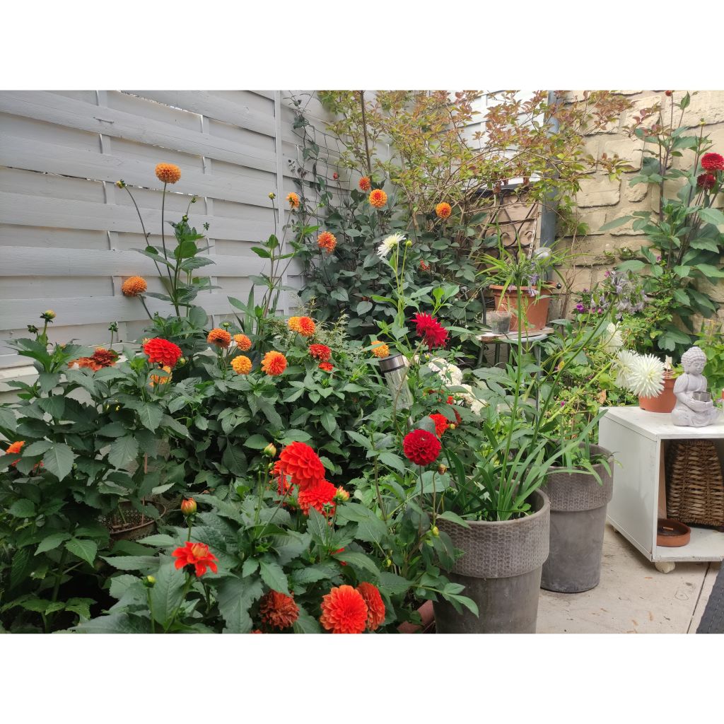 Collezione 3 Dalie Balle, tonalità calde