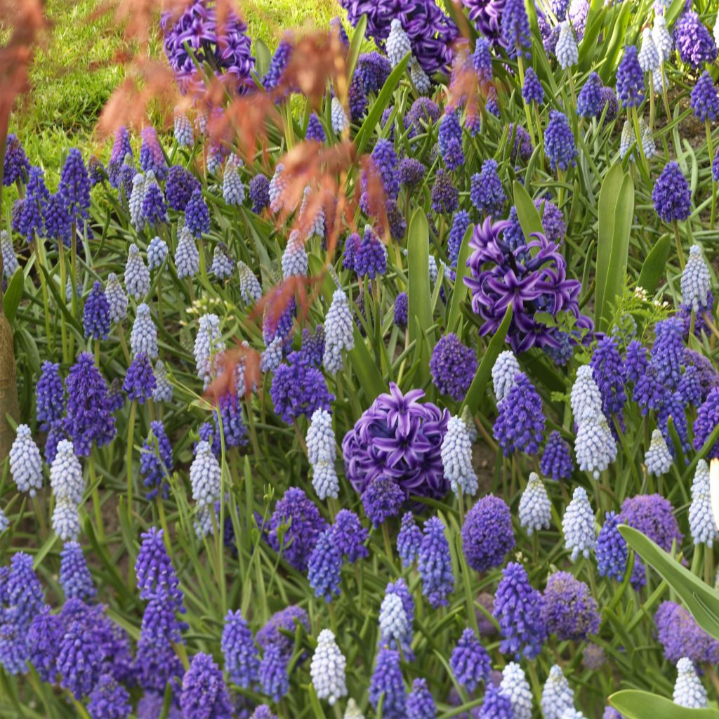 Collezione di Muscari e Giacinti