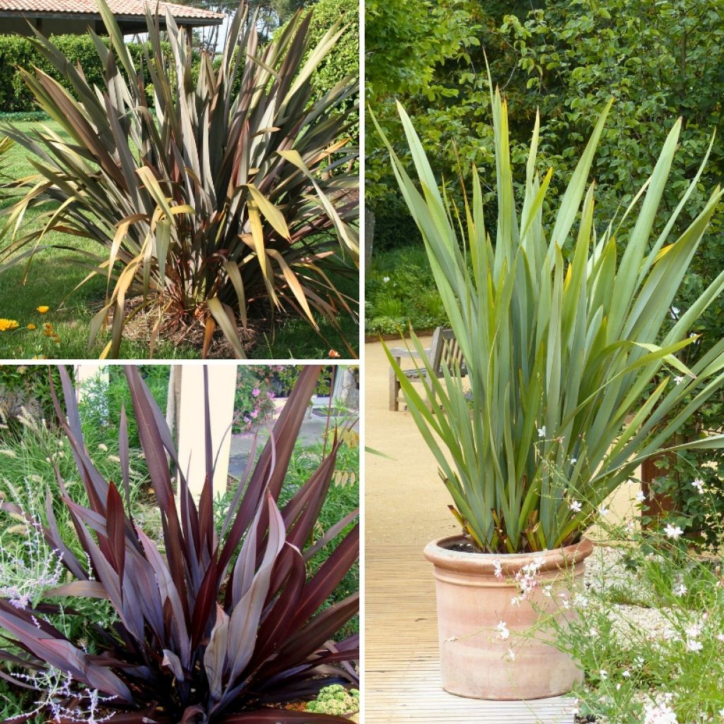 Collezione di Phormium per aiuole esotiche