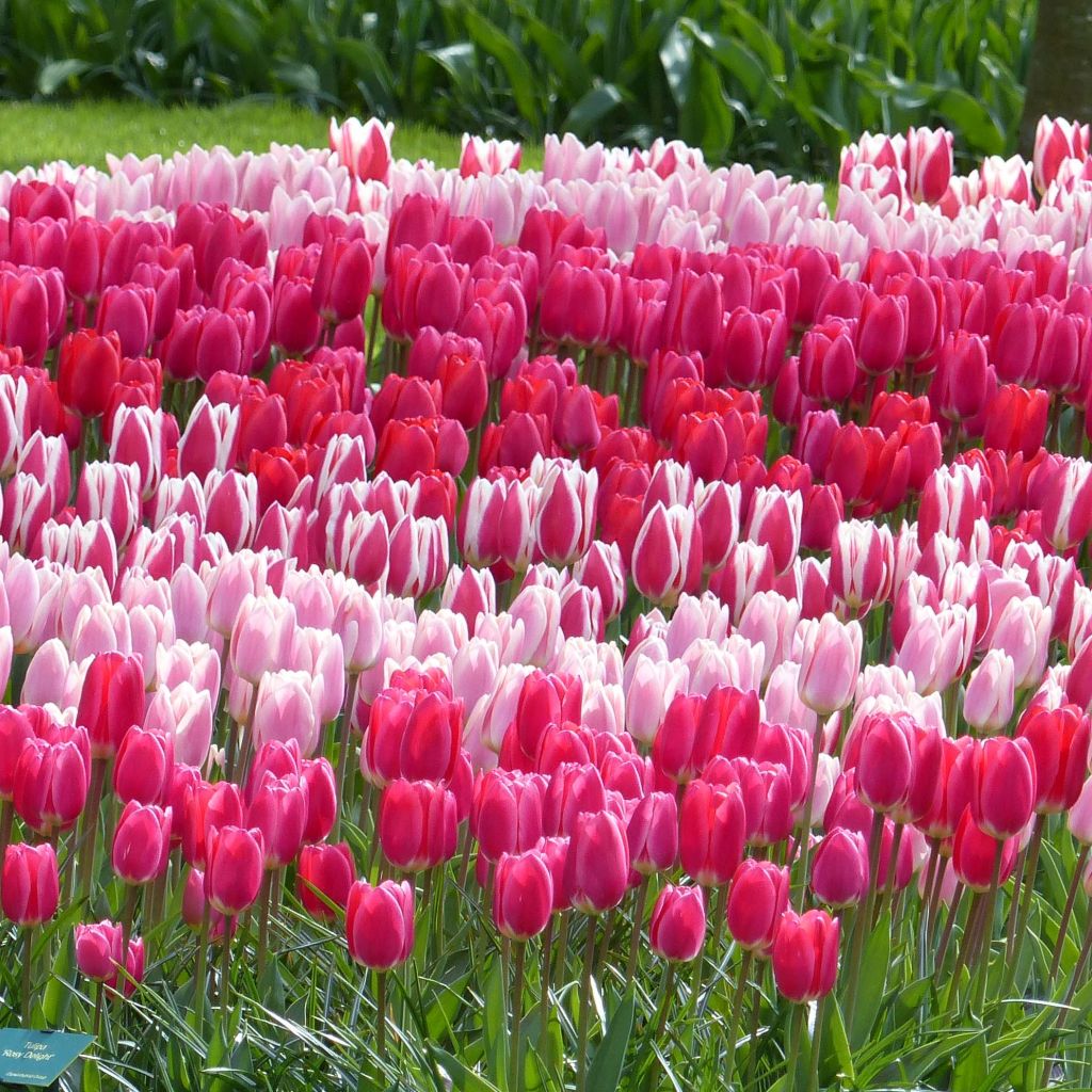 Collezione Tulipani Darwin Delight