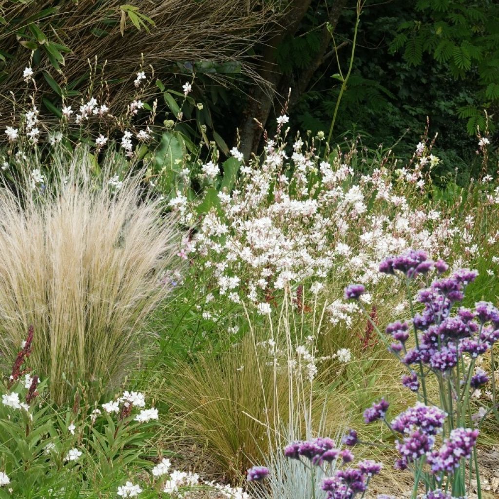 Collezione 3 Perenni indispensabili per il pieno sole