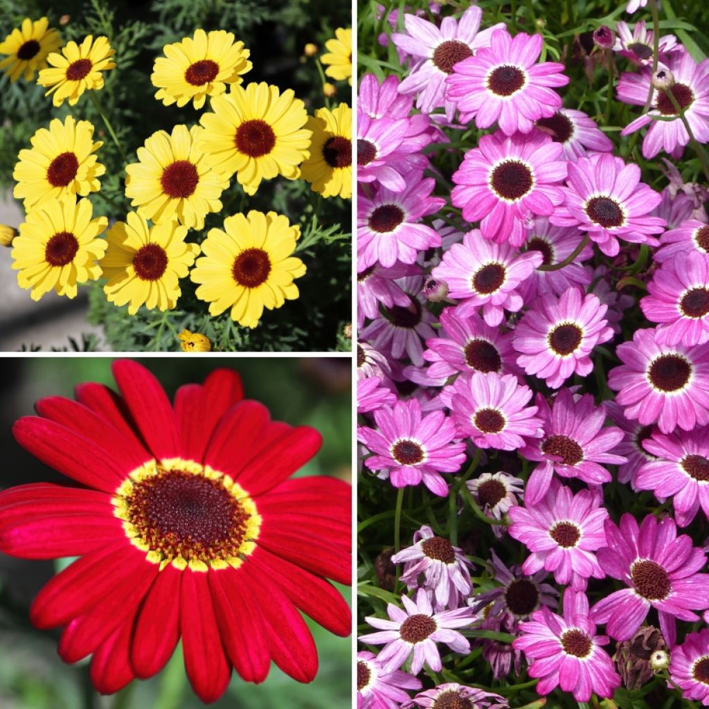 Collezione Anthemis per aiuole e balconi