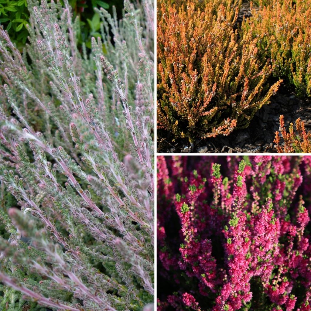 Collezione Ericacee estive - Calluna