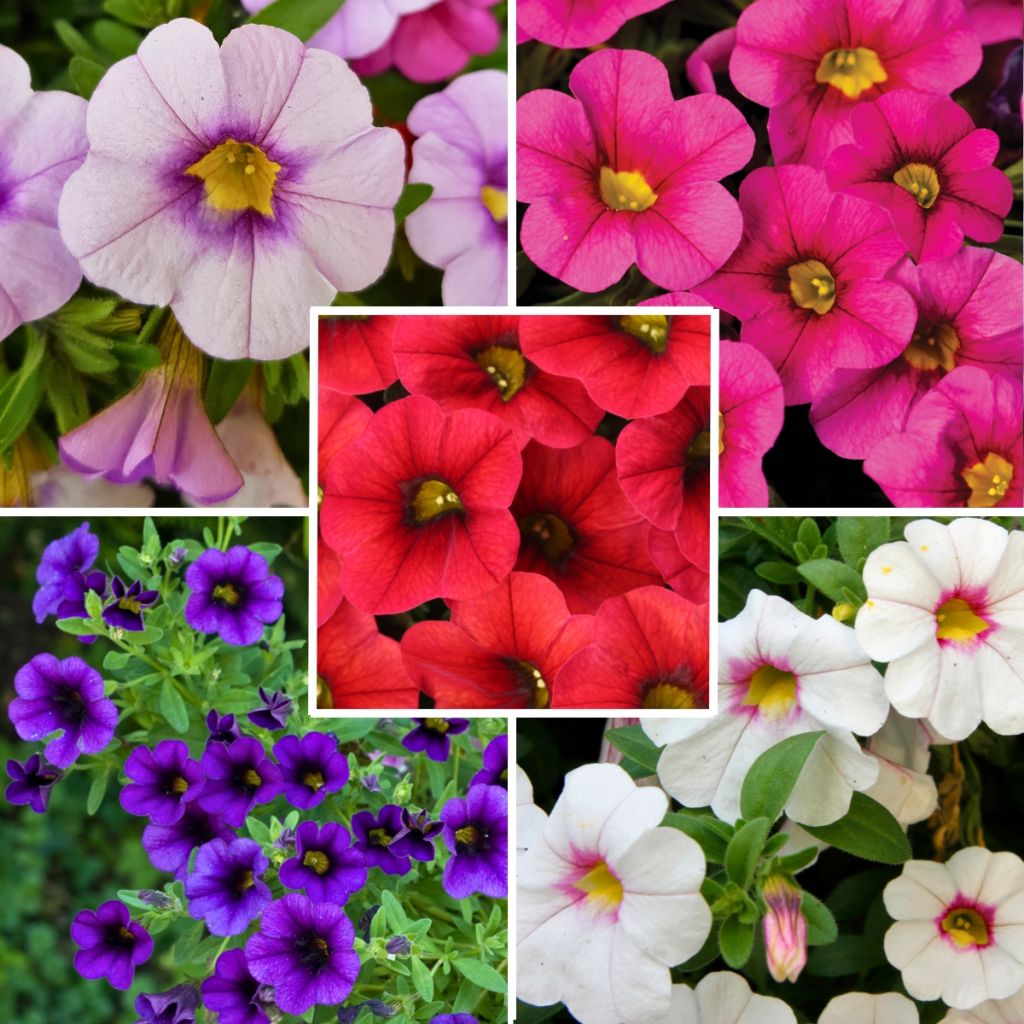 Collezione di 5 Calibrachoa o Mini-petunie