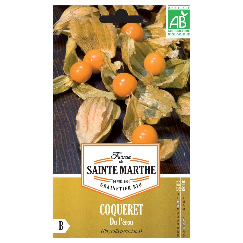 Physalis edulis Bio - Alchechengio