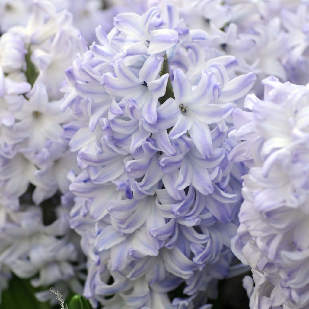 Giacinto Blue Eyes - Hyacinthus