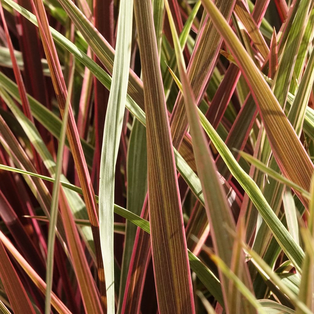 Cordyline banksii Can Can - Cordiline
