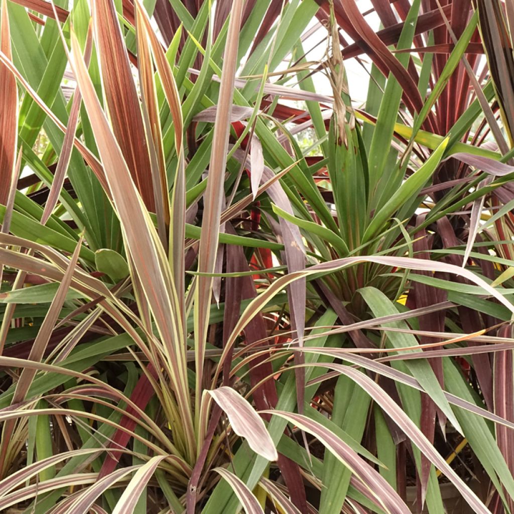 Cordyline trio pot déco Black Knight/Electric Flash/Peko