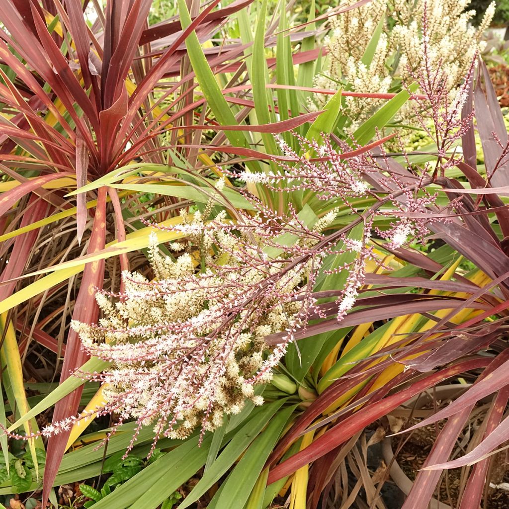 Trio di Cordyline Black Knight/Electric Flash/Peko