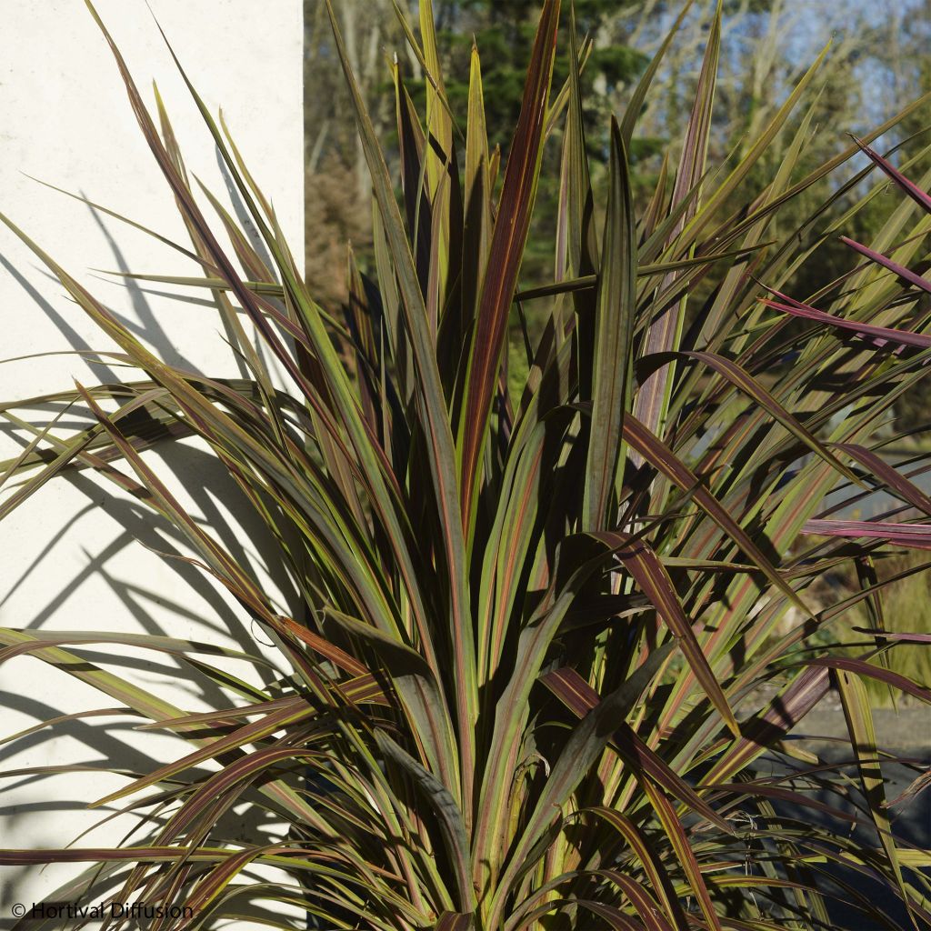 Cordyline banksii Electric Star - Cordiline
