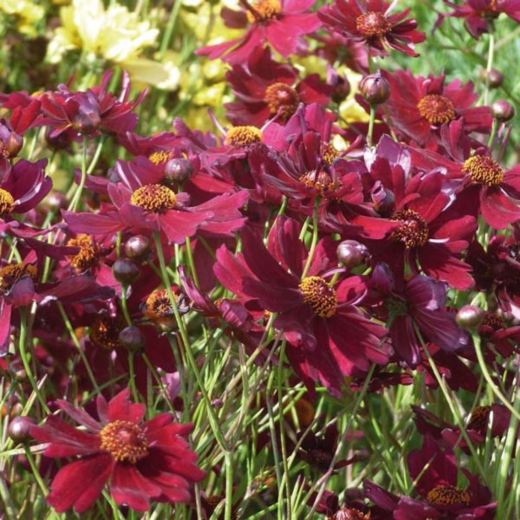 Coreopsis Limerock ruby