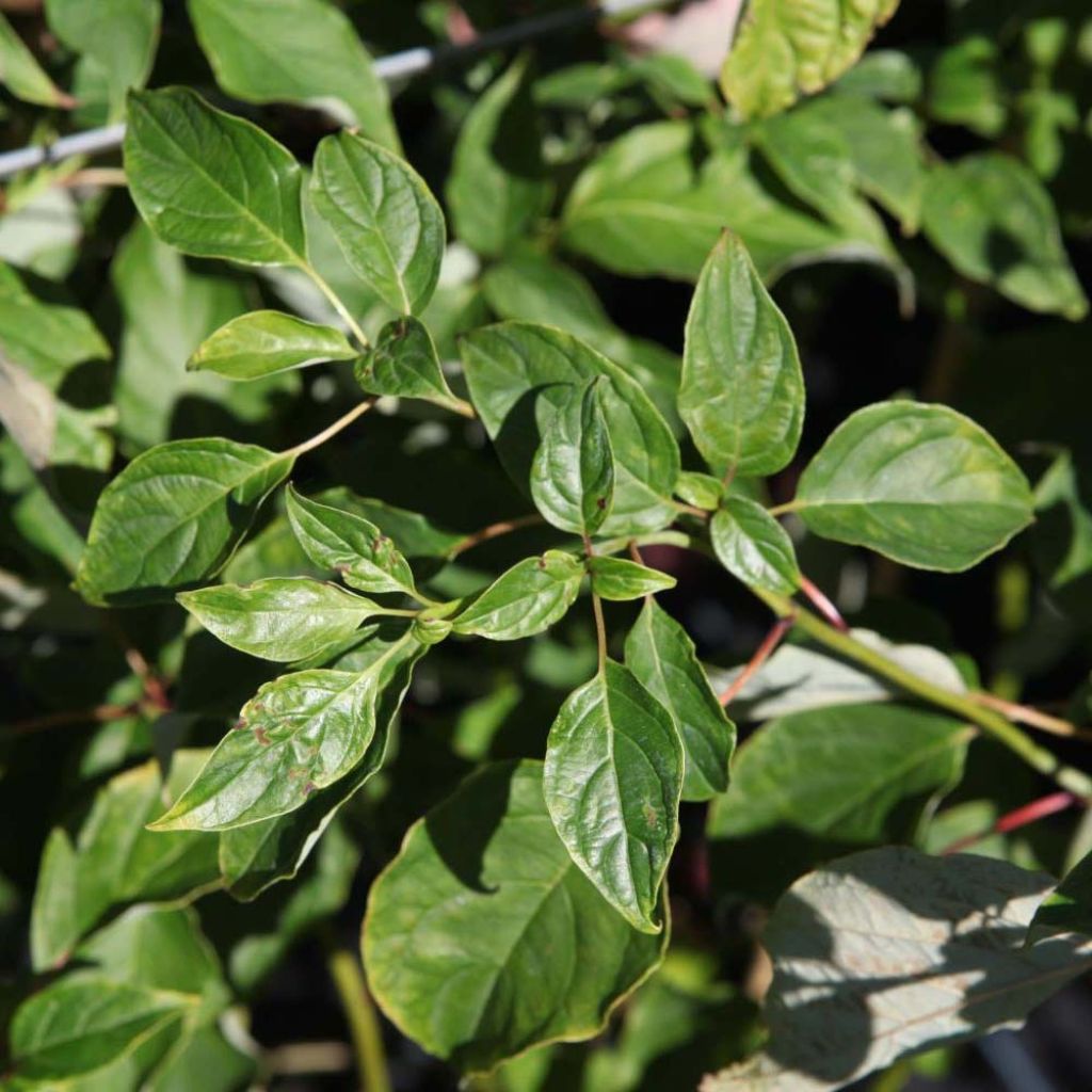 Cornus alternifolia