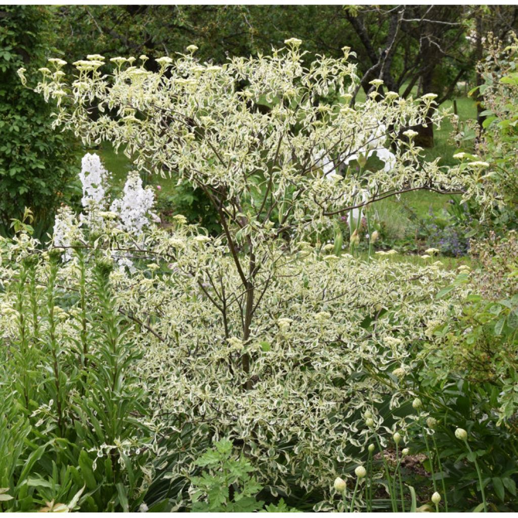 Cornus alternifolia Argentea