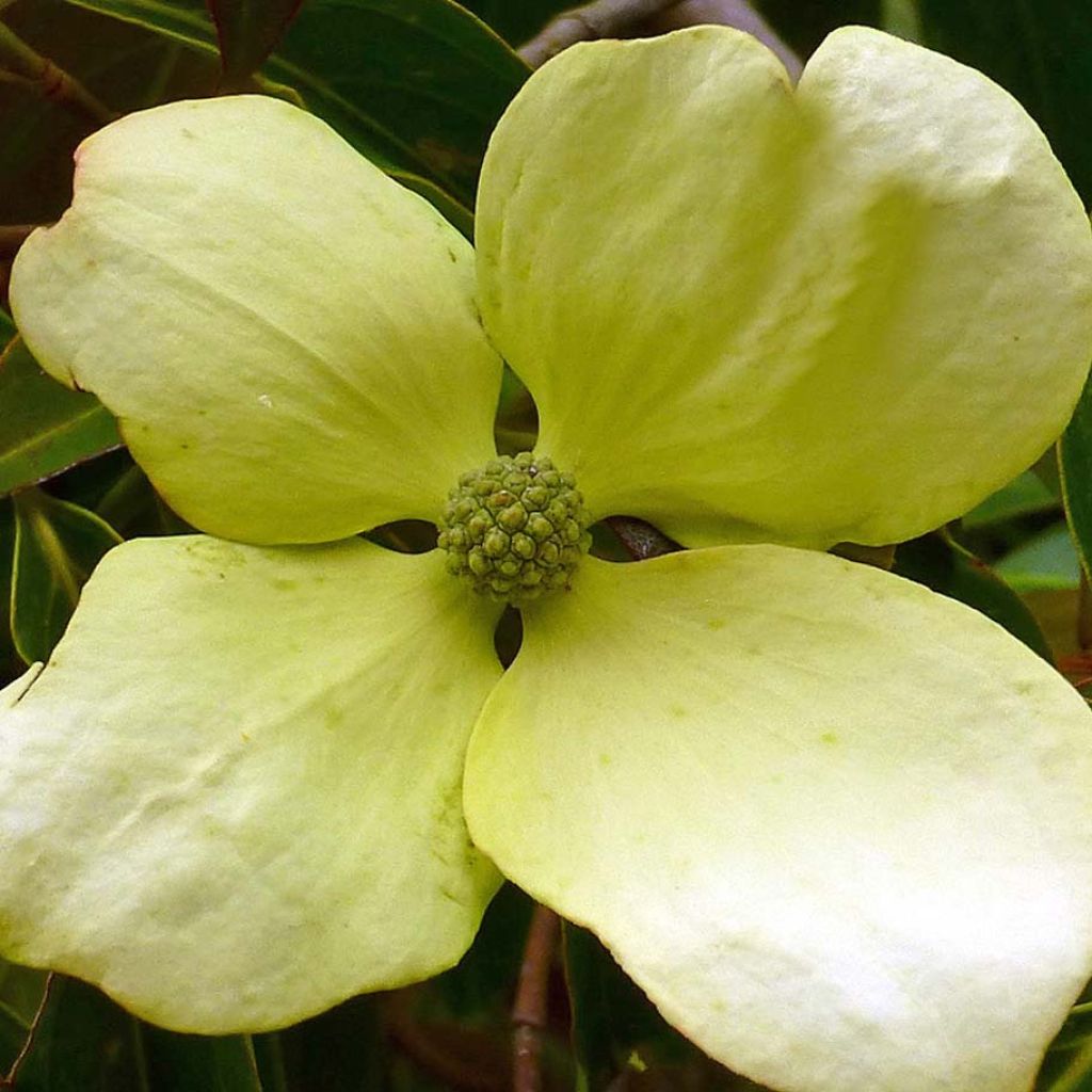 Cornus hongkongensis