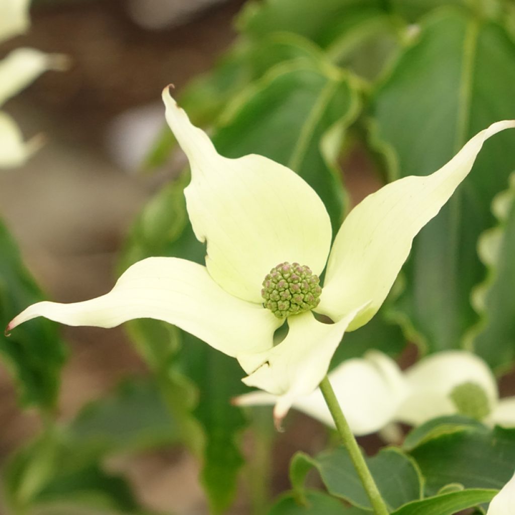 Cornus kousa Big Apple - Corniolo giapponese