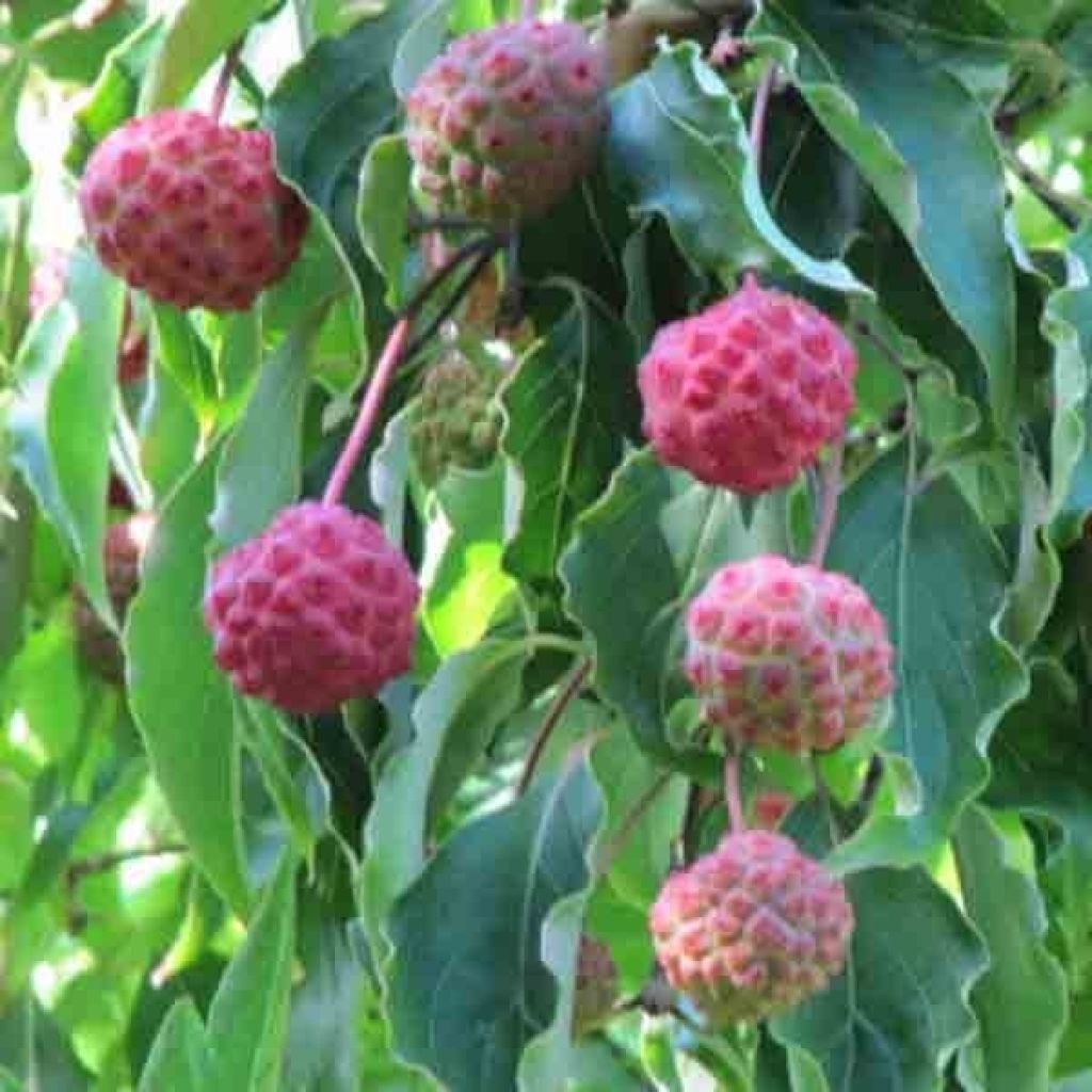 Cornus kousa Milky Way - Corniolo giapponese