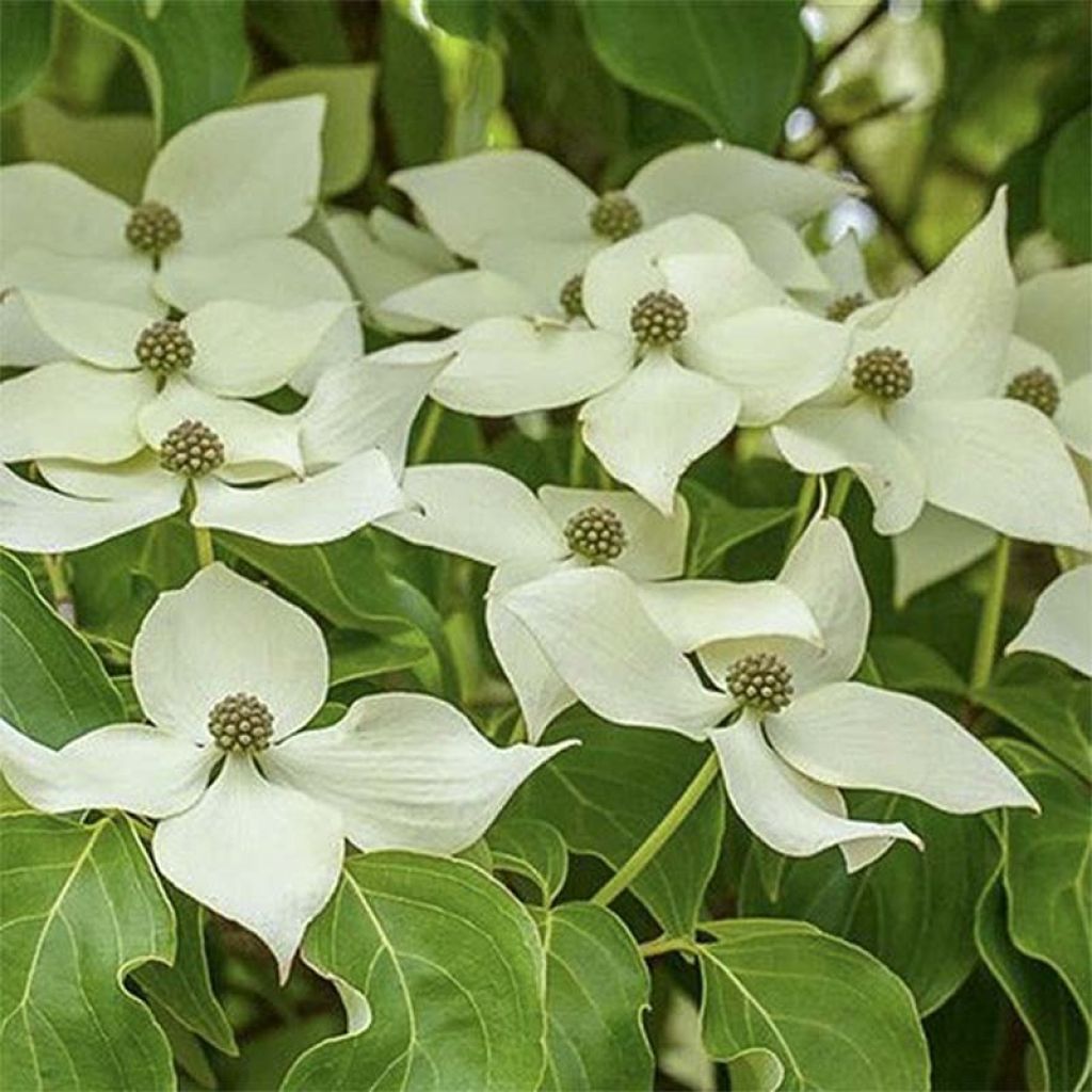 Cornus kousa Roberts Select - Corniolo giapponese