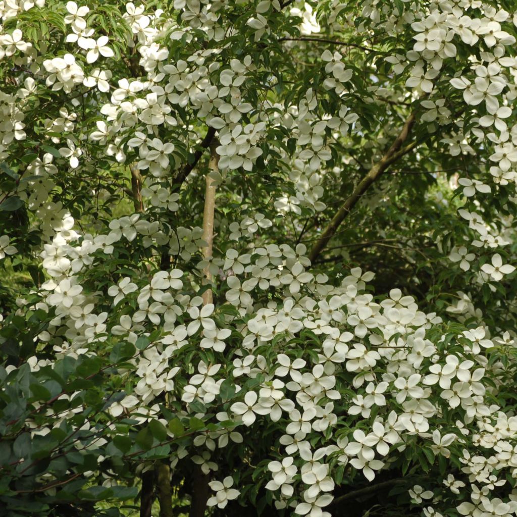 Cornus kousa Norman Hadden - Corniolo giapponese