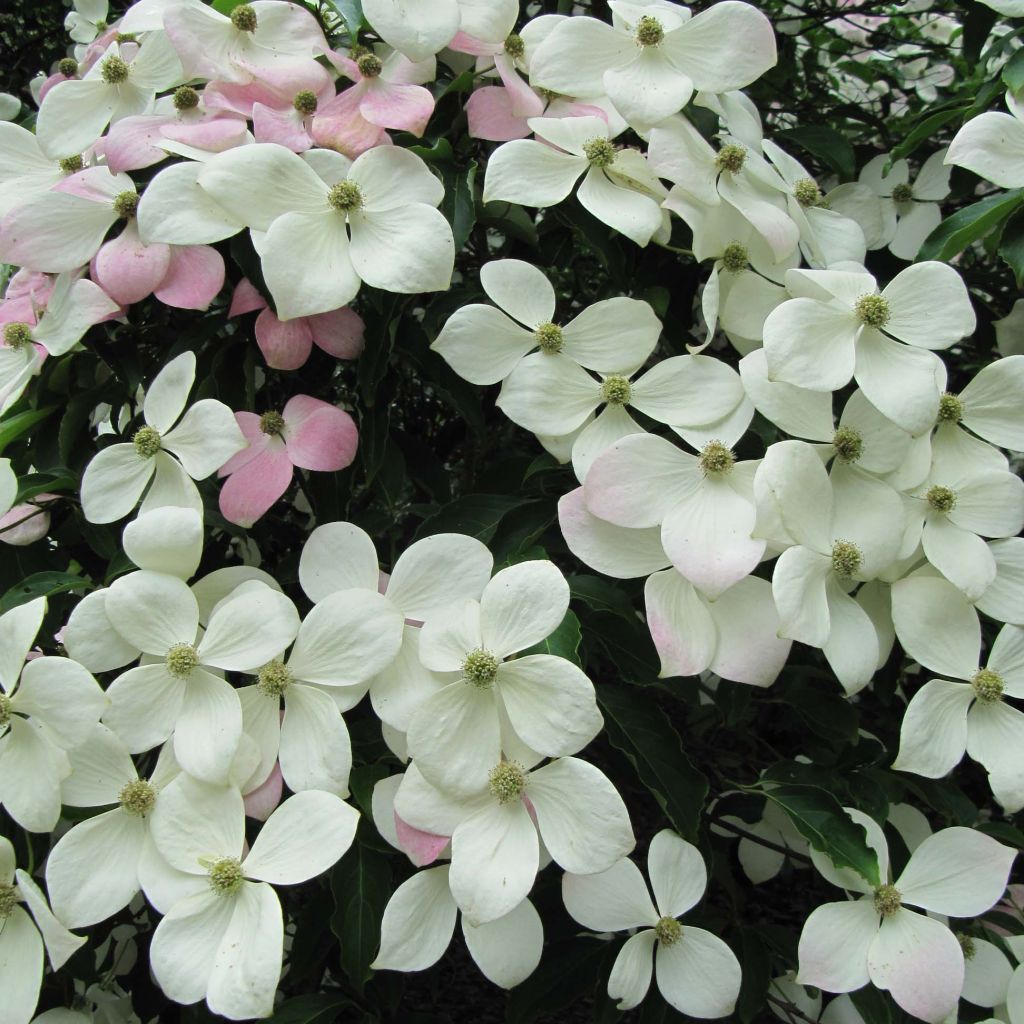 Cornus kousa Norman Hadden - Corniolo giapponese
