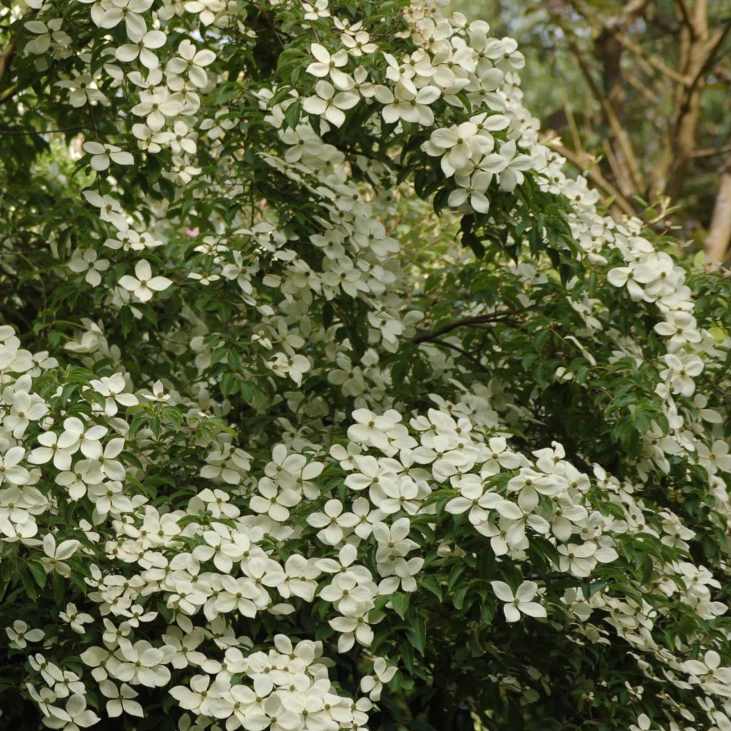 Cornus kousa Norman Hadden - Corniolo giapponese