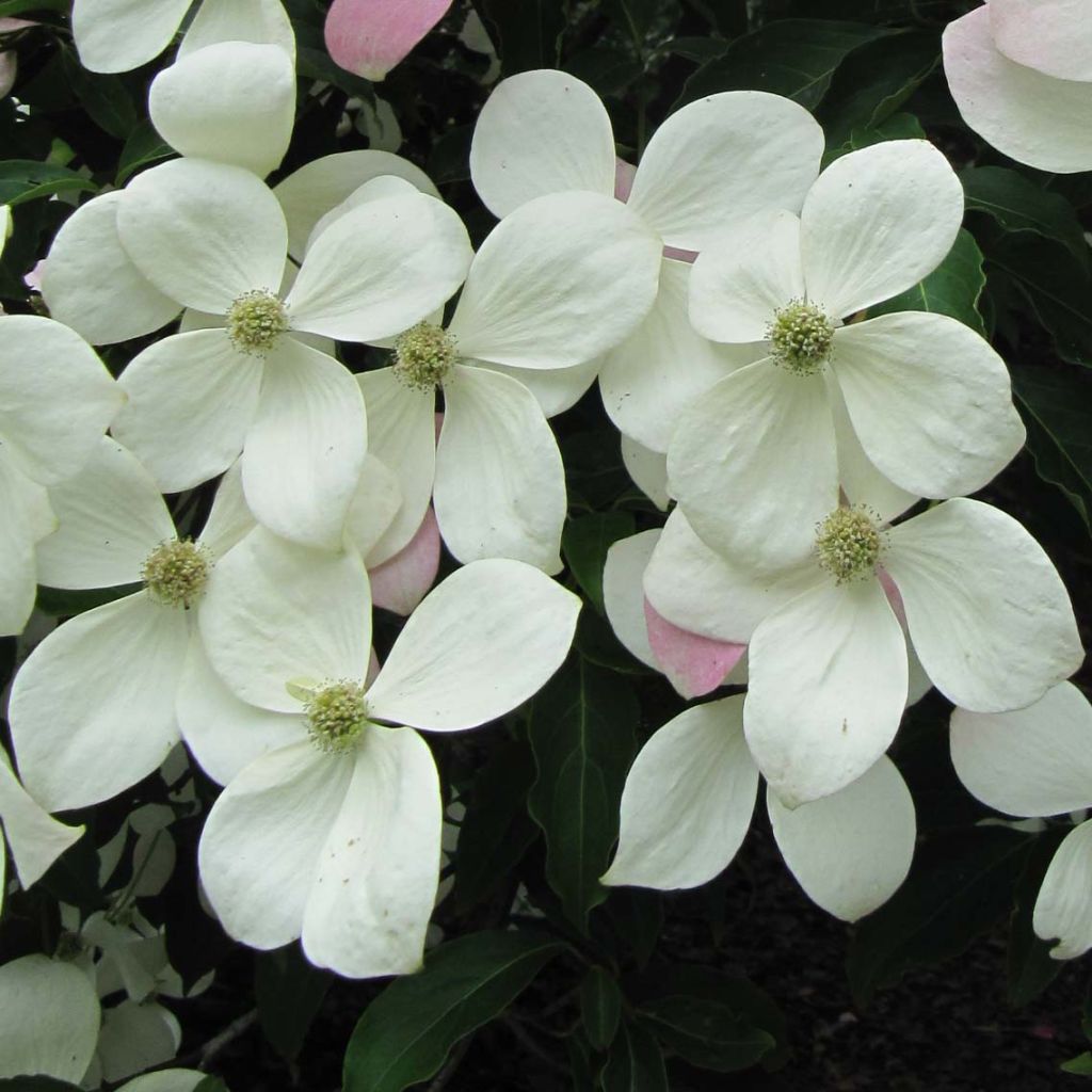Cornus kousa Norman Hadden - Corniolo giapponese