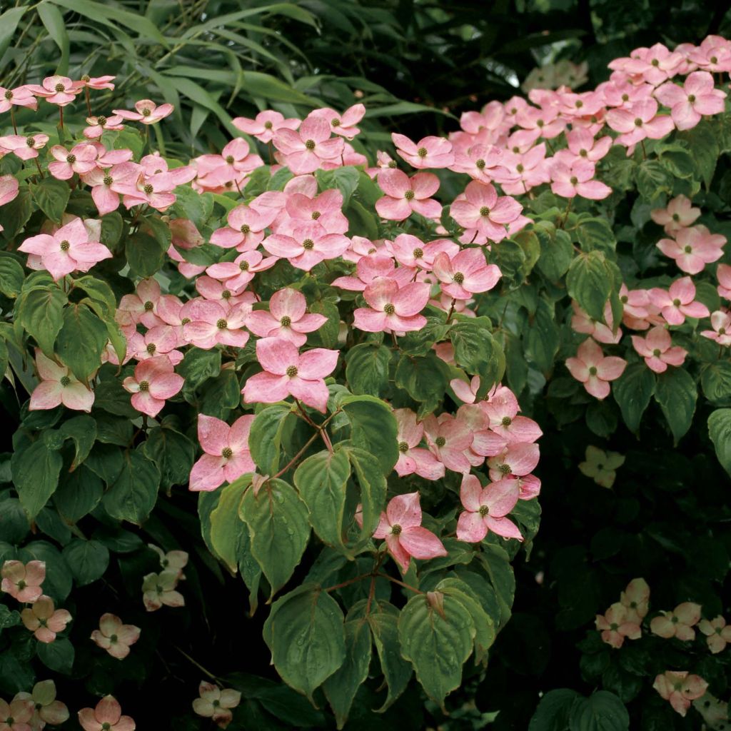 Cornus kousa Satomi - Corniolo giapponese