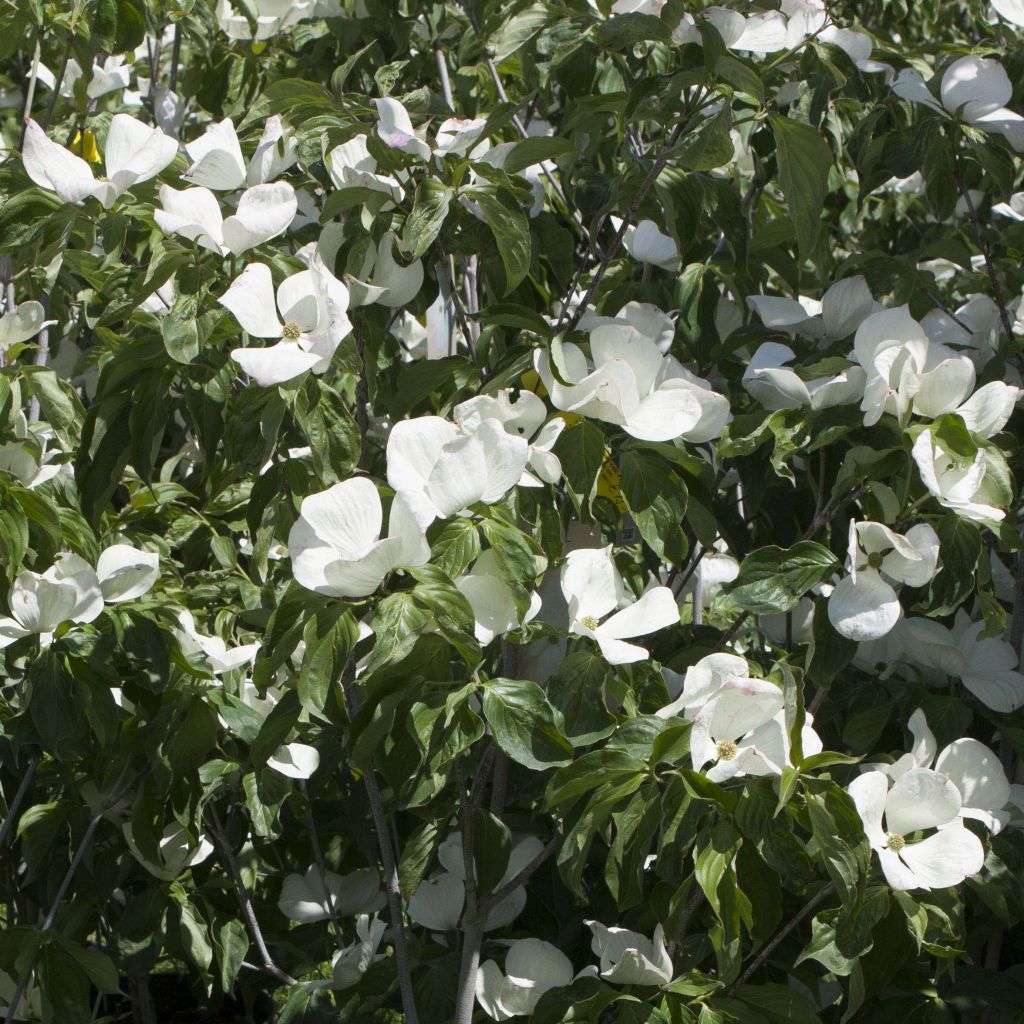 Cornus Venus - Corniolo da fiore