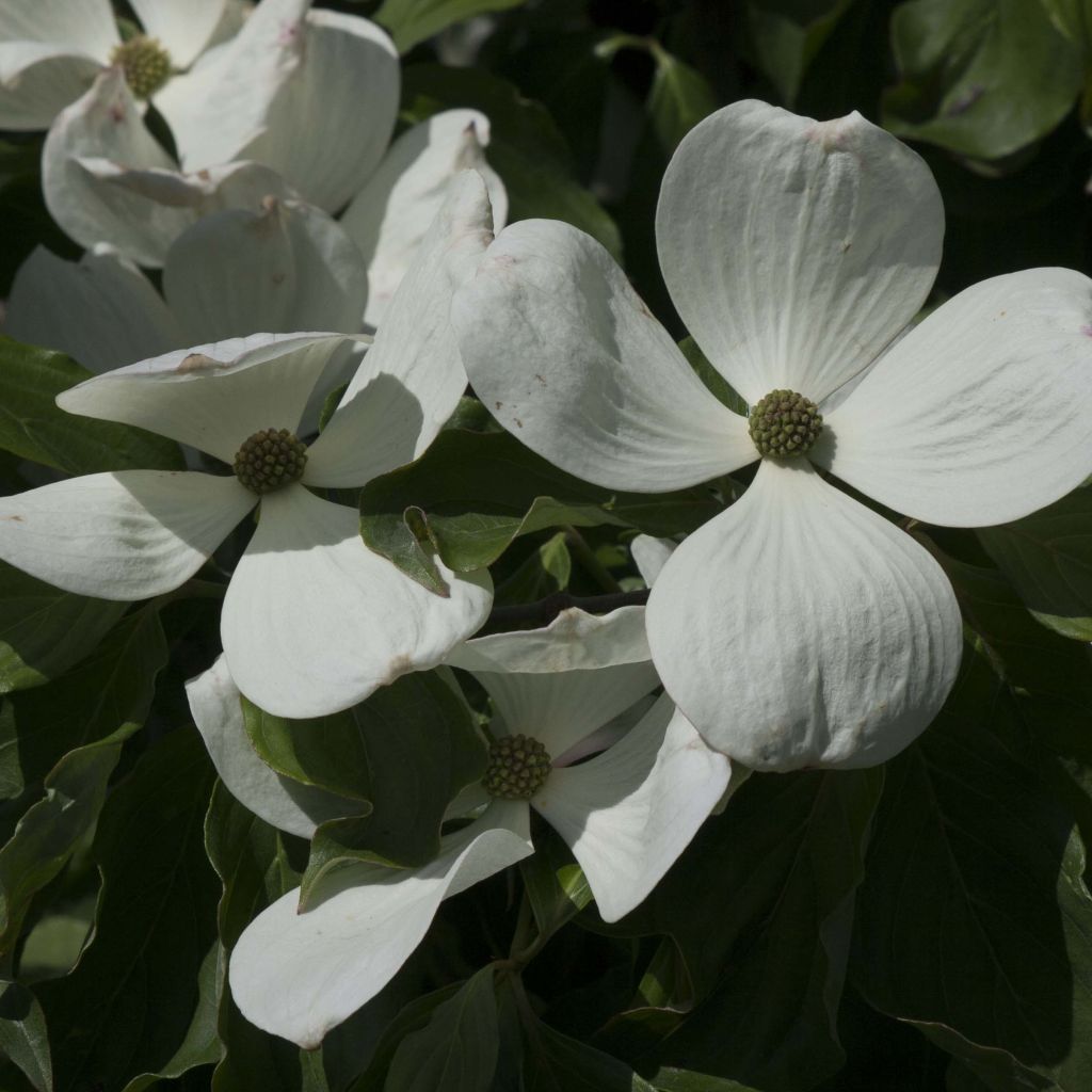 Cornus Venus - Corniolo da fiore