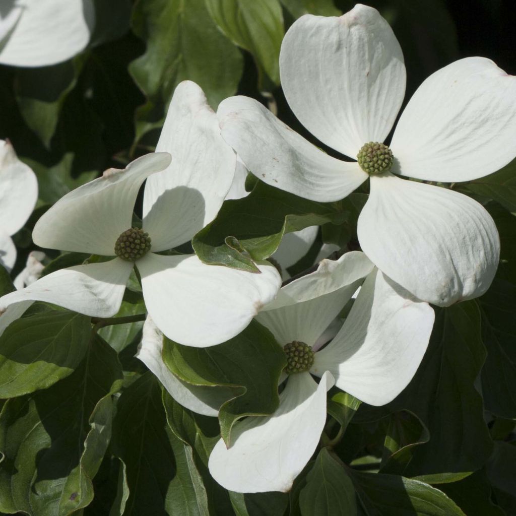 Cornus Venus - Corniolo da fiore