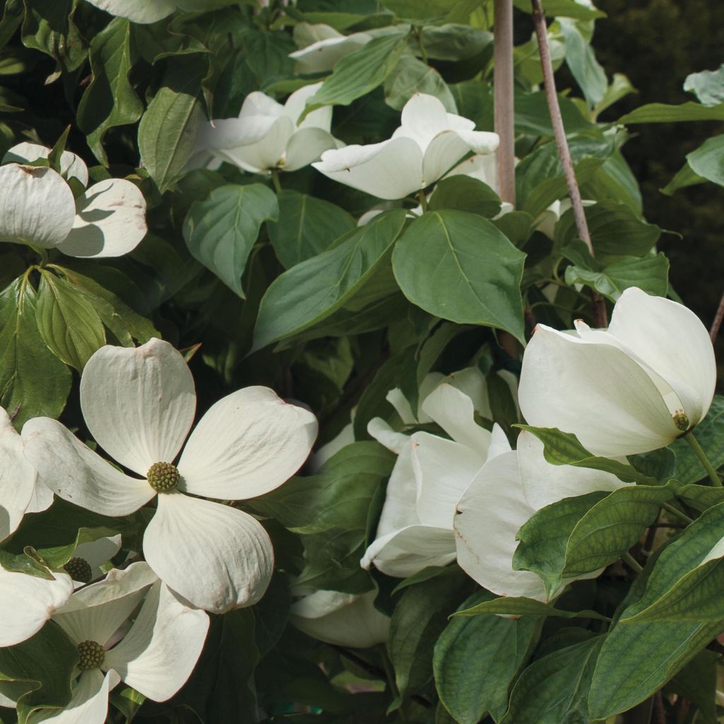 Cornus Venus - Corniolo da fiore