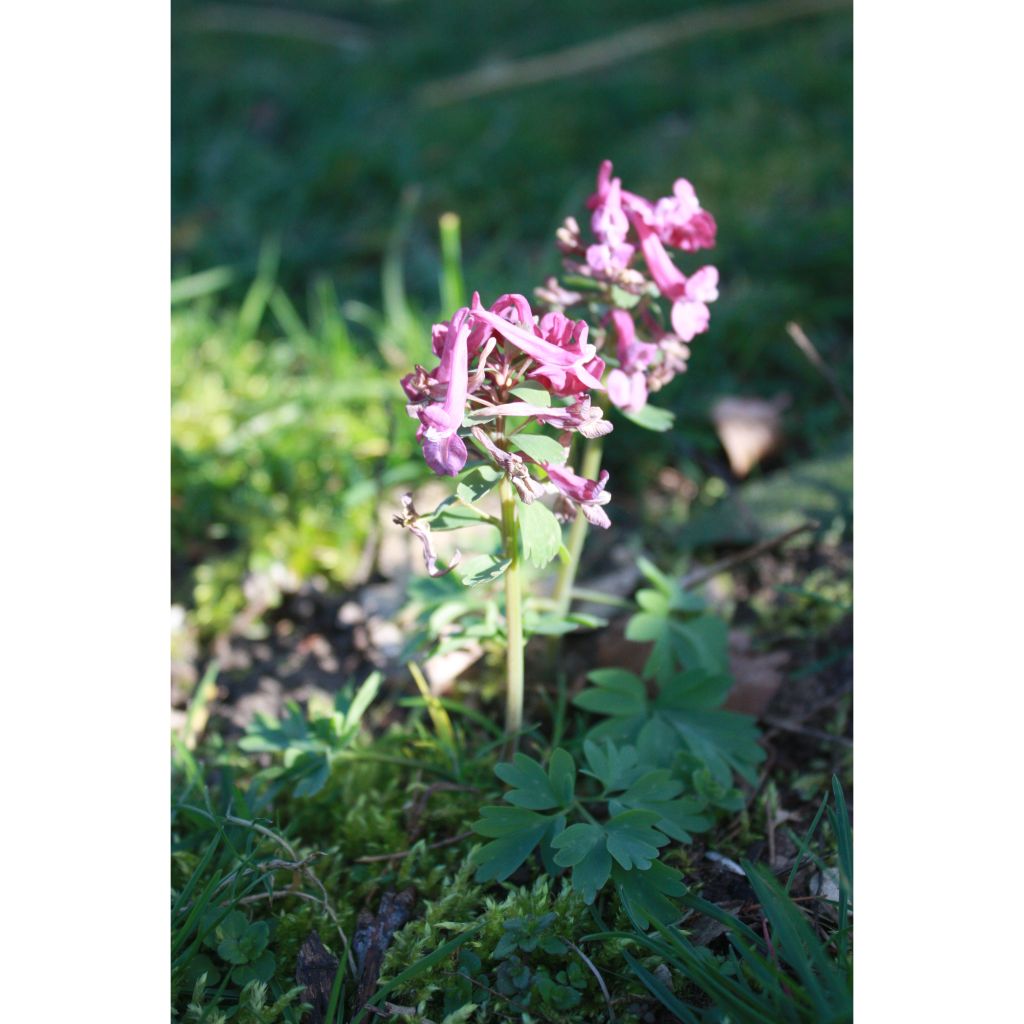 Corydalis solida Purple Bird - Colombina solida