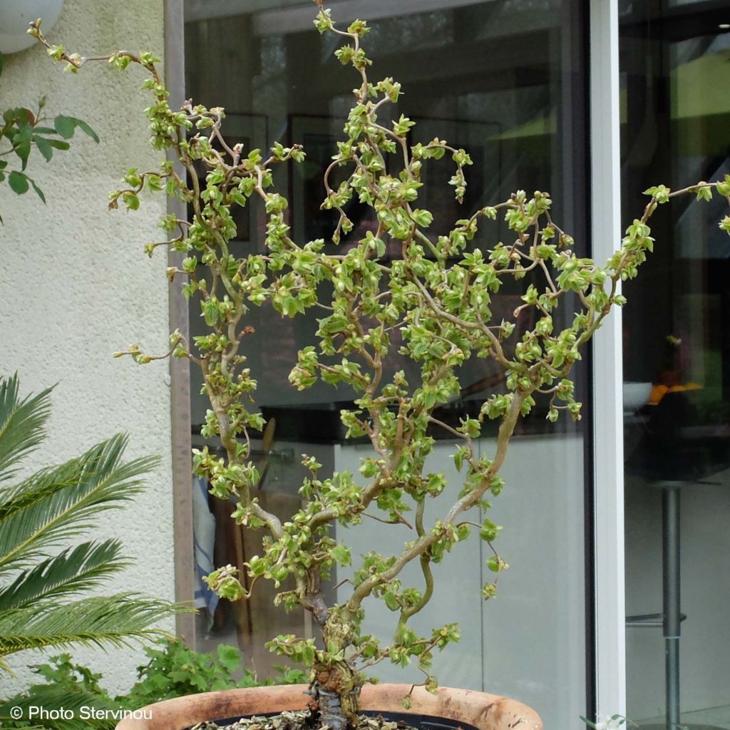 Nocciòlo contorto Scooter