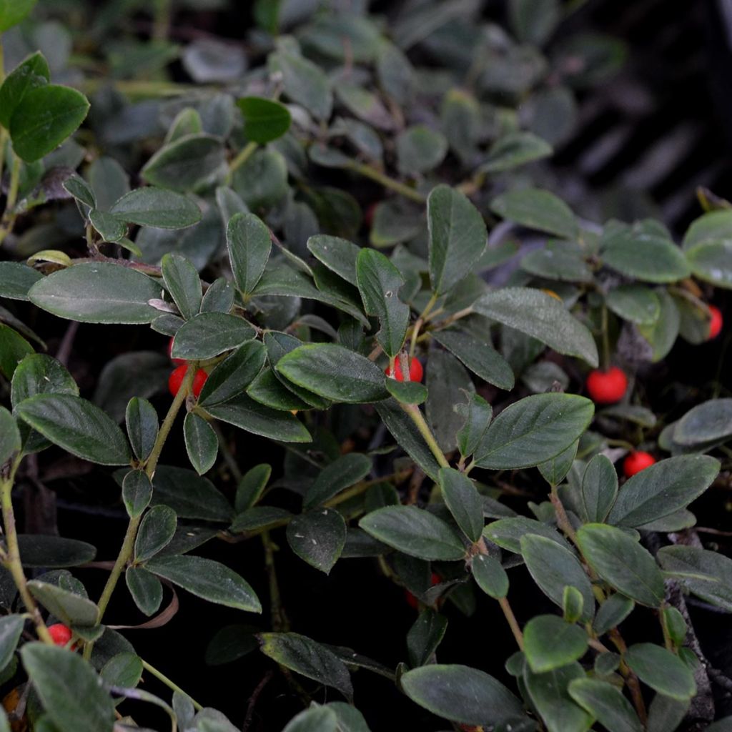 Cotoneaster dammeri