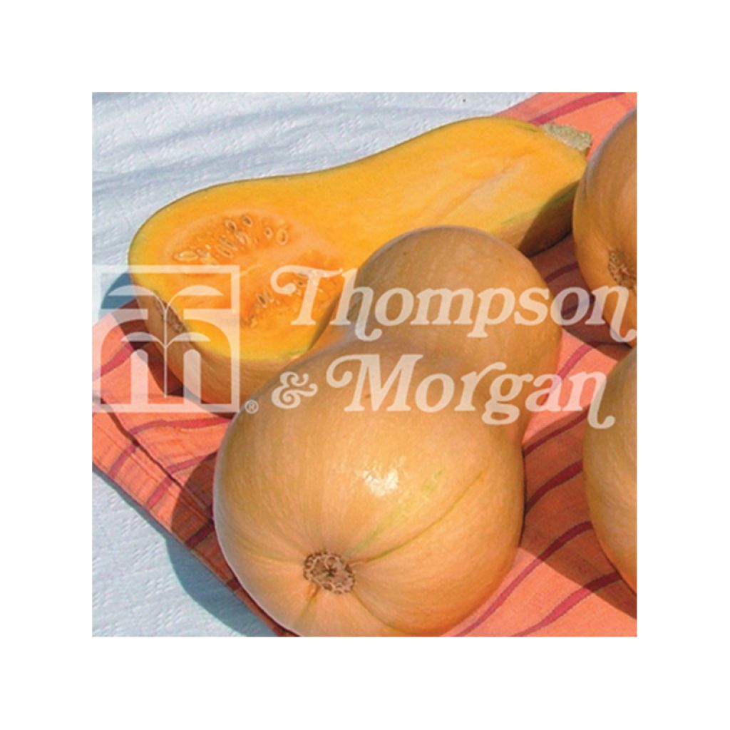 Zucca moscata Butternut Harrier F1