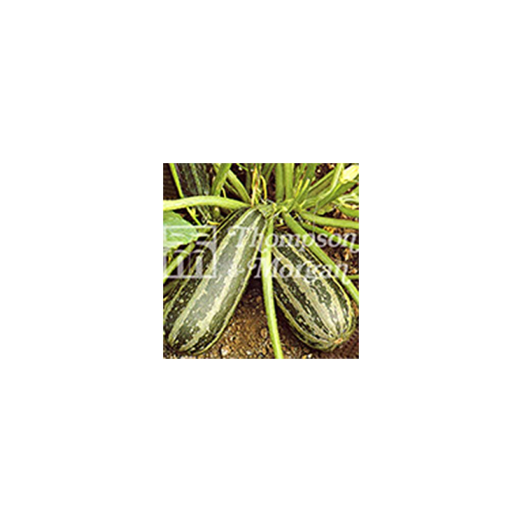 Zucchino Green Bush 4