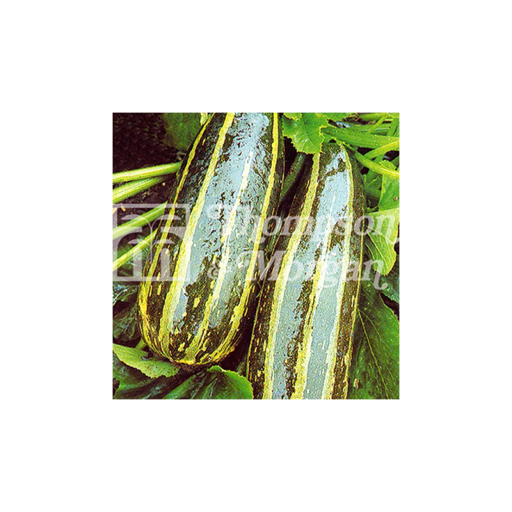 Zucchino Long Green Striped