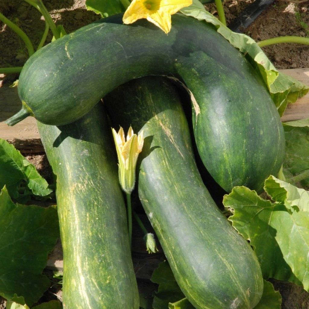 Zucchino Trombetta di Nica (piante)