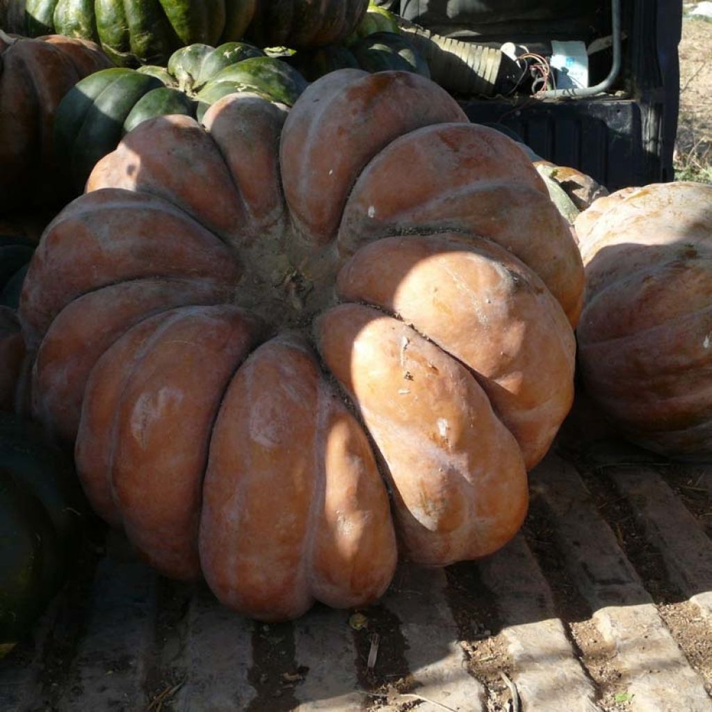 Zucca moscata di Provenza