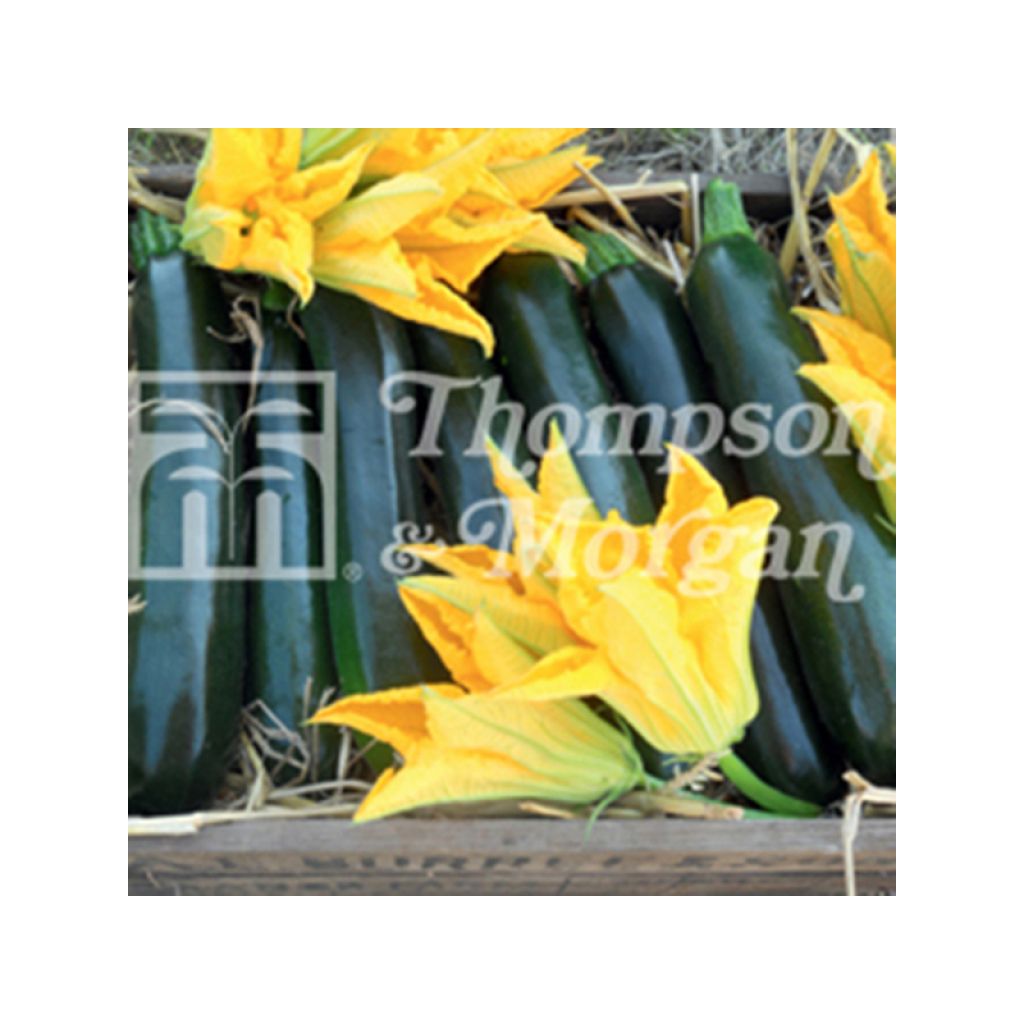 Zucchino British Summertime F1