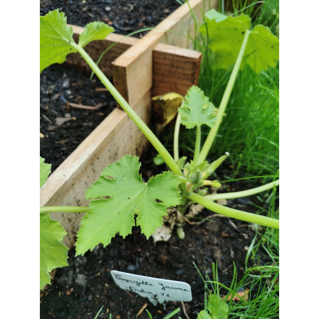 Zucchino Orelia F1 (piante)