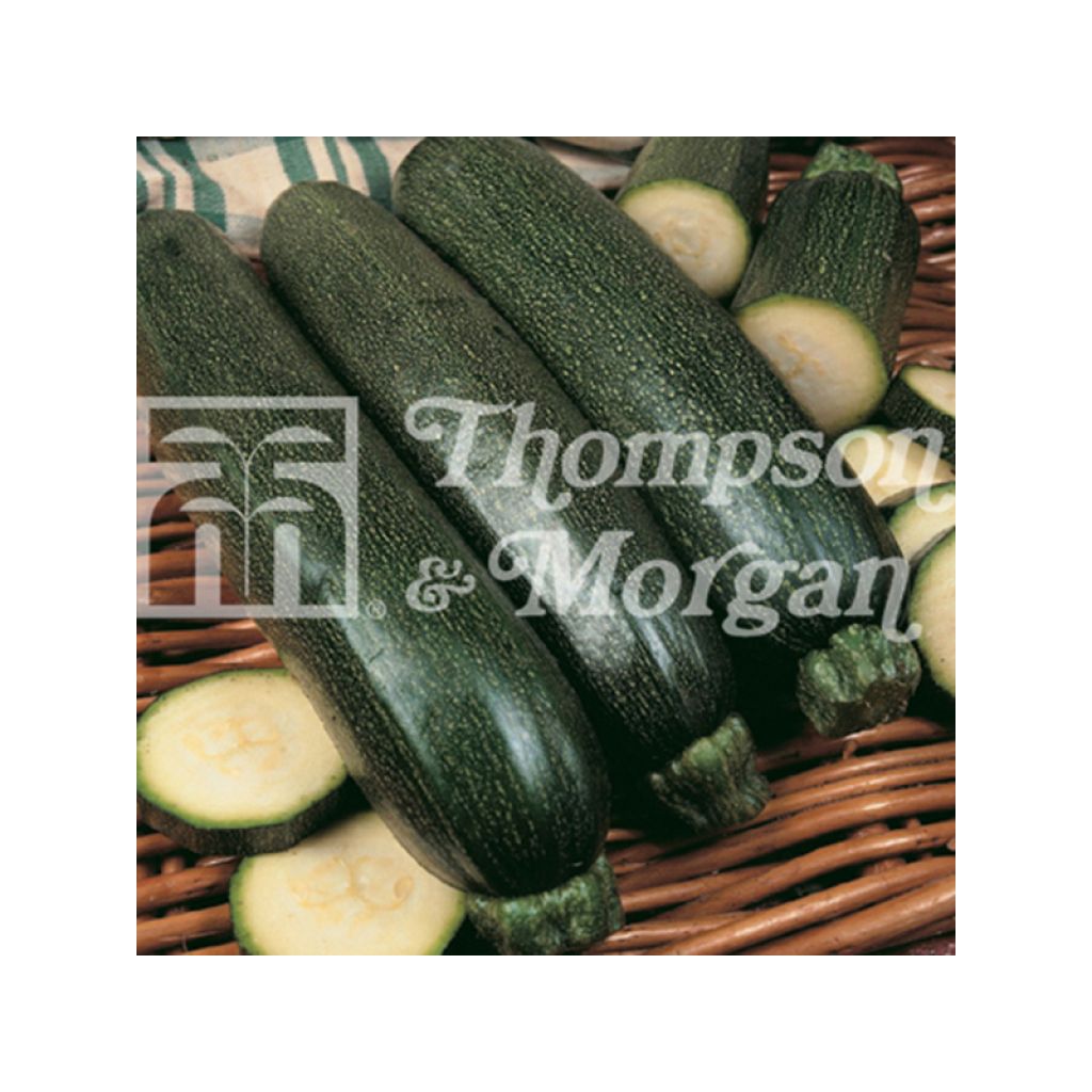 Zucchino Midnight F1