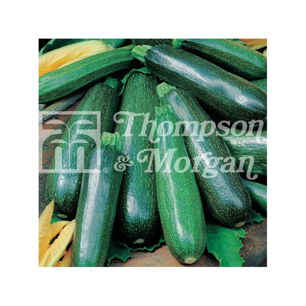 Zucchino Nano Verde di Milano