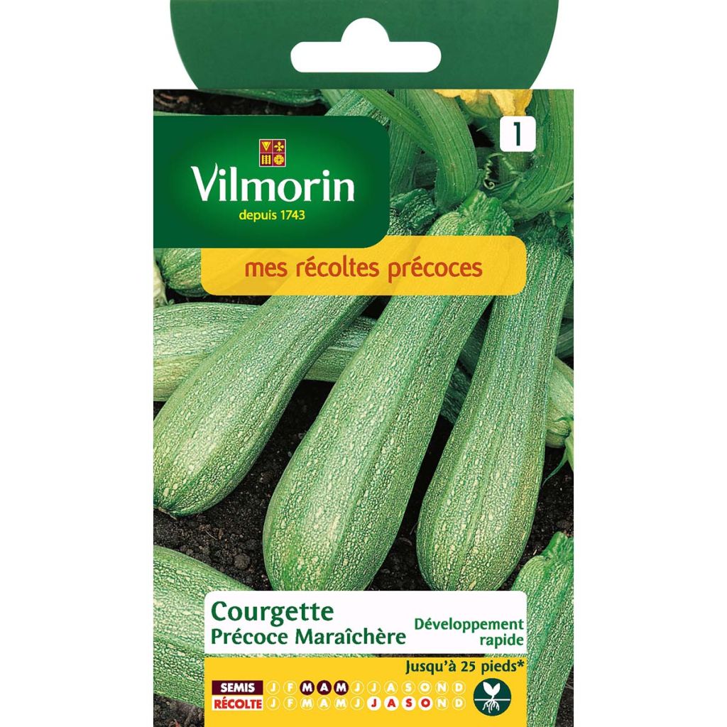 Zucchine da orto precoci