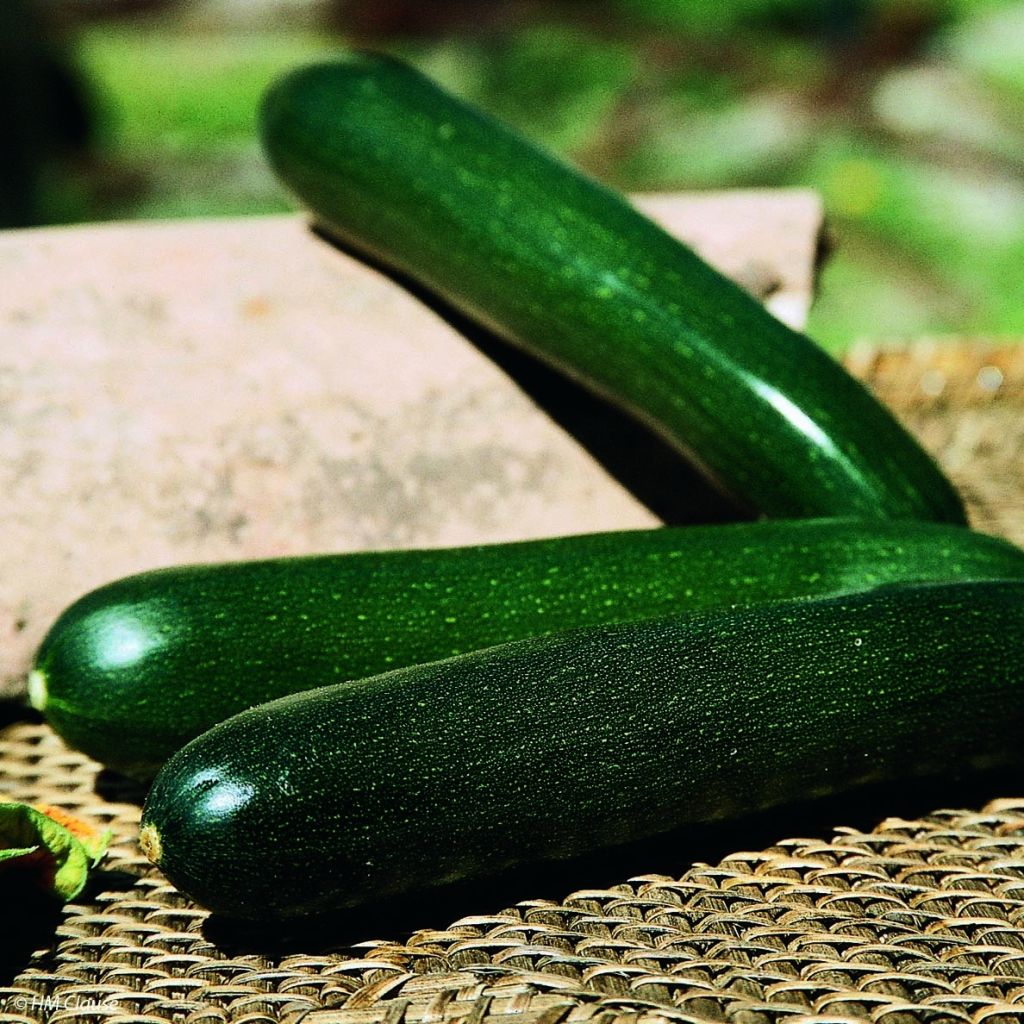 Zucchino Tarmino F1