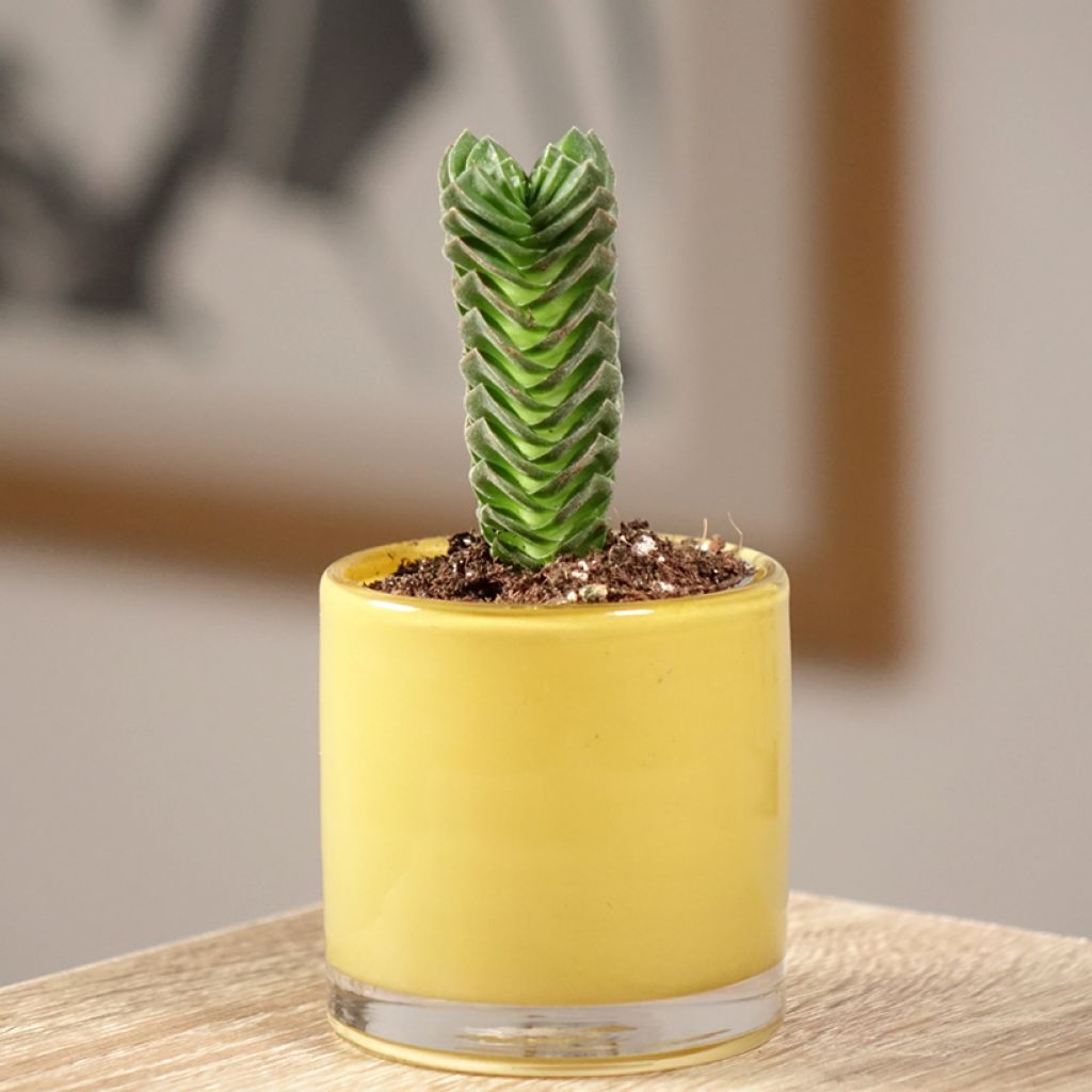 Crassula pyramidalis Buddha's Temple